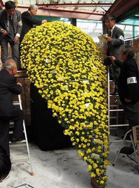Với con số 4.351 bông, cây cúc tại Nhật Bản đã chính thức lập kỷ lục Guinness mới.